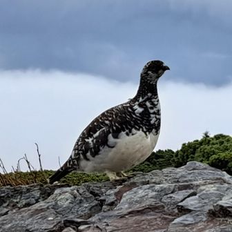 雄の雷鳥君(*^^*)
自ら寄ってきてくれて(*^^*)
1mぐらいの近さで～
首を伸ばしたり～
首をかきかきしたり～
羽つくろいしたり～
なんかついばんだり～
写真撮ってえぇねんで
サービスショット満載❗
こんなにイケメン雷鳥君やねんから～
かわいい彼女雷鳥さん～
見つかるよ❗
がんばってー(*^^*)