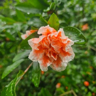 花ザクロ
