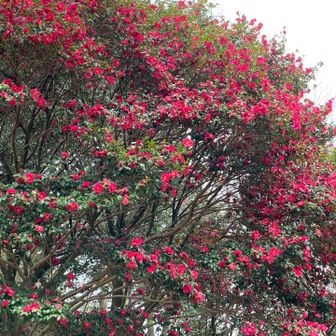 サザンカ　綺麗😍😍😍