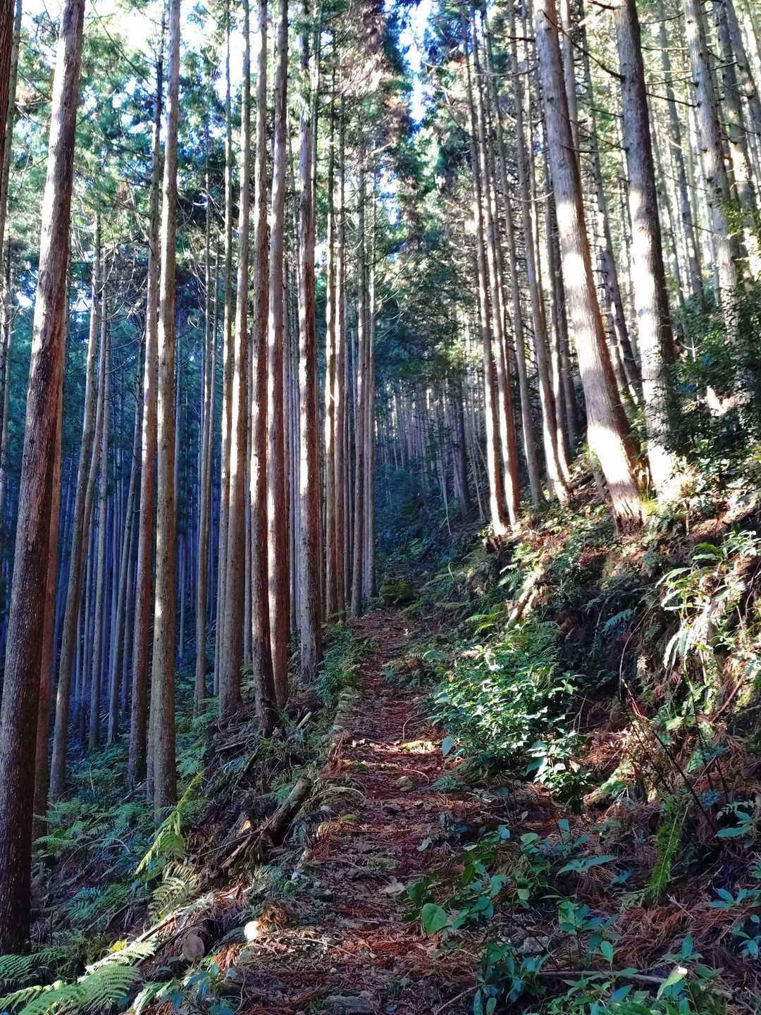 こんな感じの登山道を進みます。