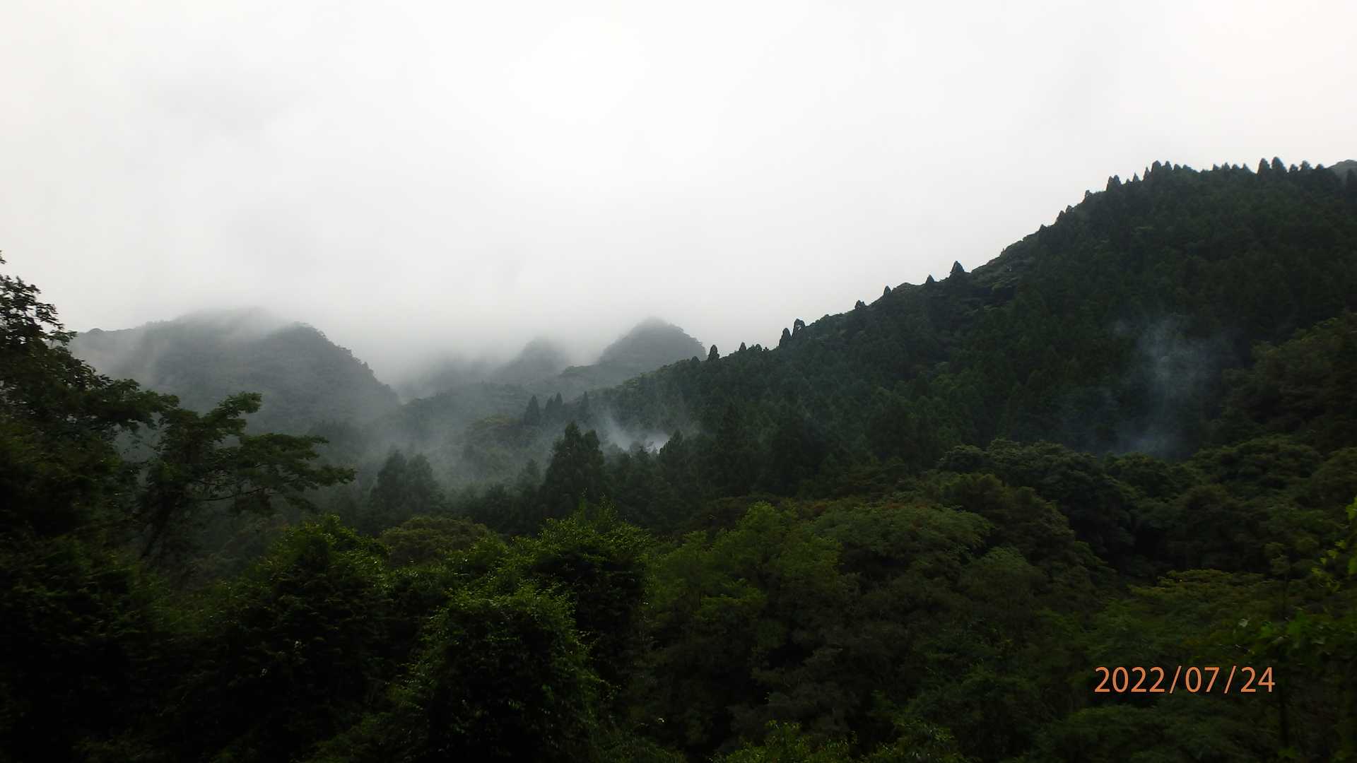 天気には恵まれなかったが、オオキツネノカミソリが目的だったから、これで良し
