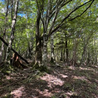 木漏れ日の登山道に癒される🥰