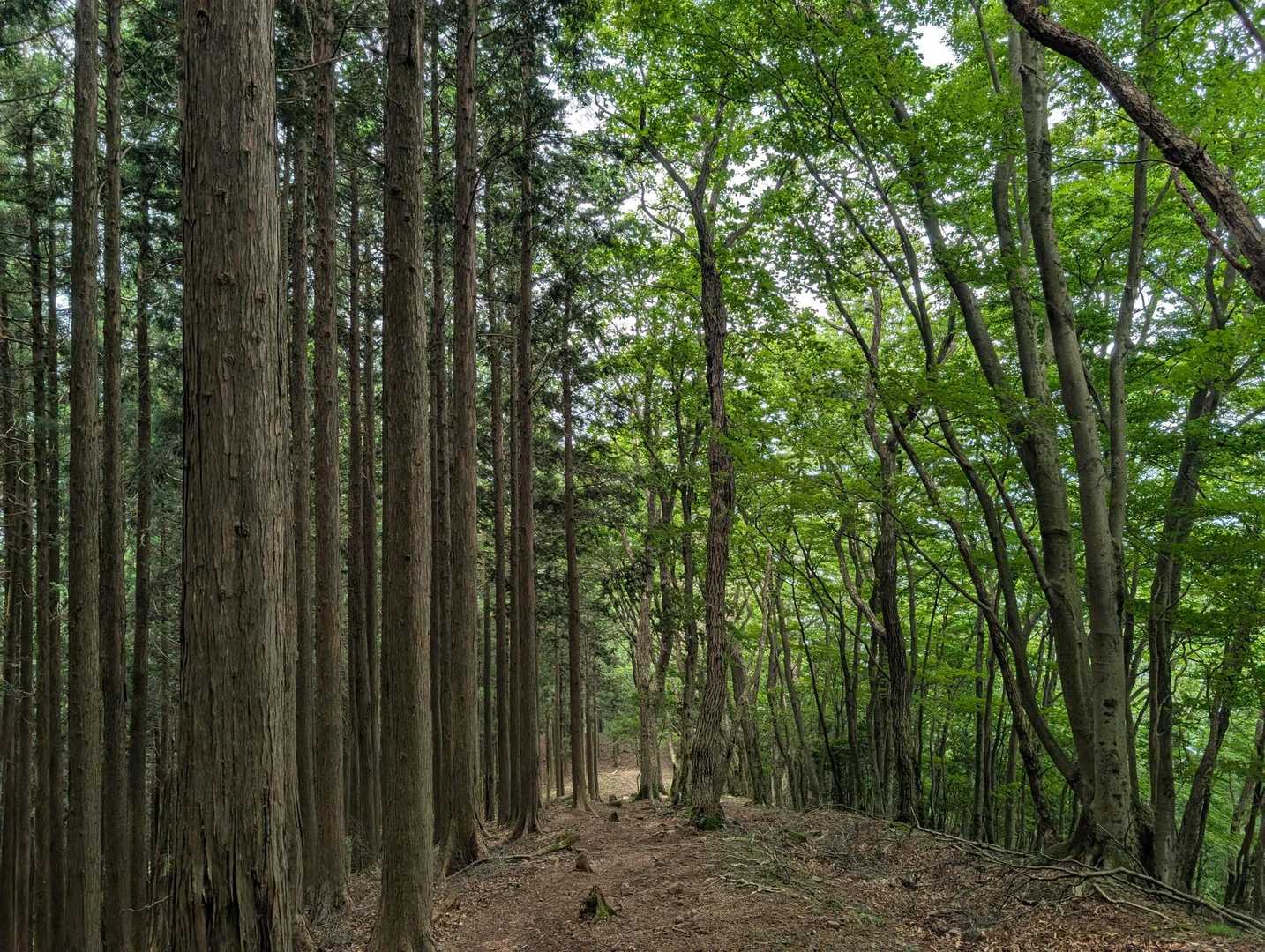 おぉぅ...。✨
左に杉林の針葉樹林！
右に広葉樹林
とわかれた登山道を下って行きます！🐢🎶