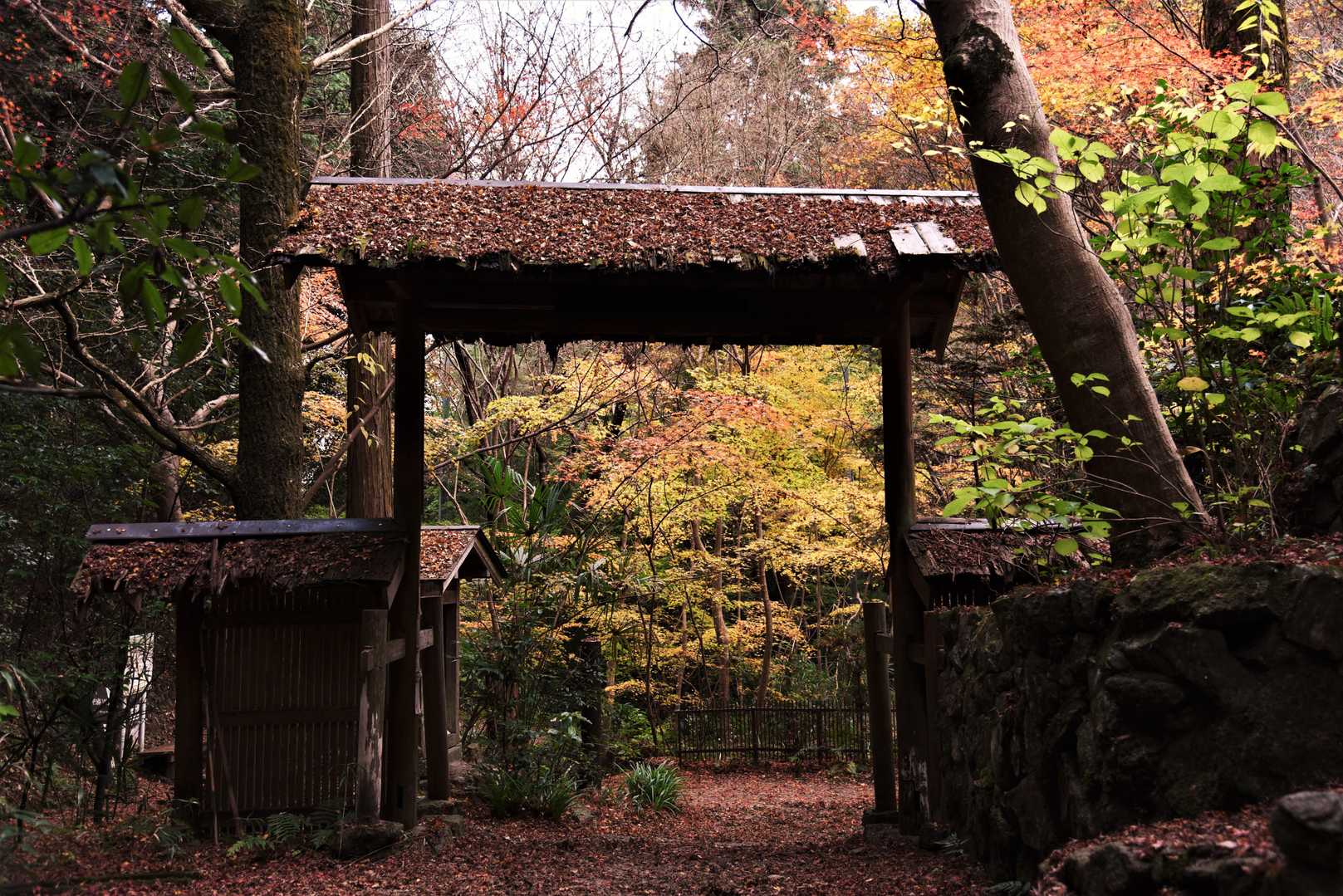 祐泉寺の紅葉🍁も終わりです