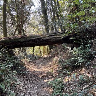 こんなトンネルも有り
「白馬石」見逃した😆