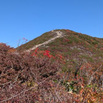 ナナカマドと登山道
