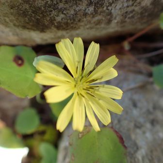 似た名前で、似たような黄色のお花、あるのですが、ハナニガナ、だと思いました。