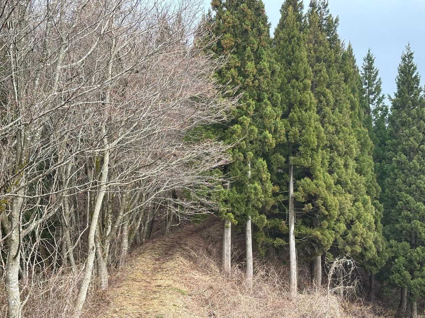 雪のない道や