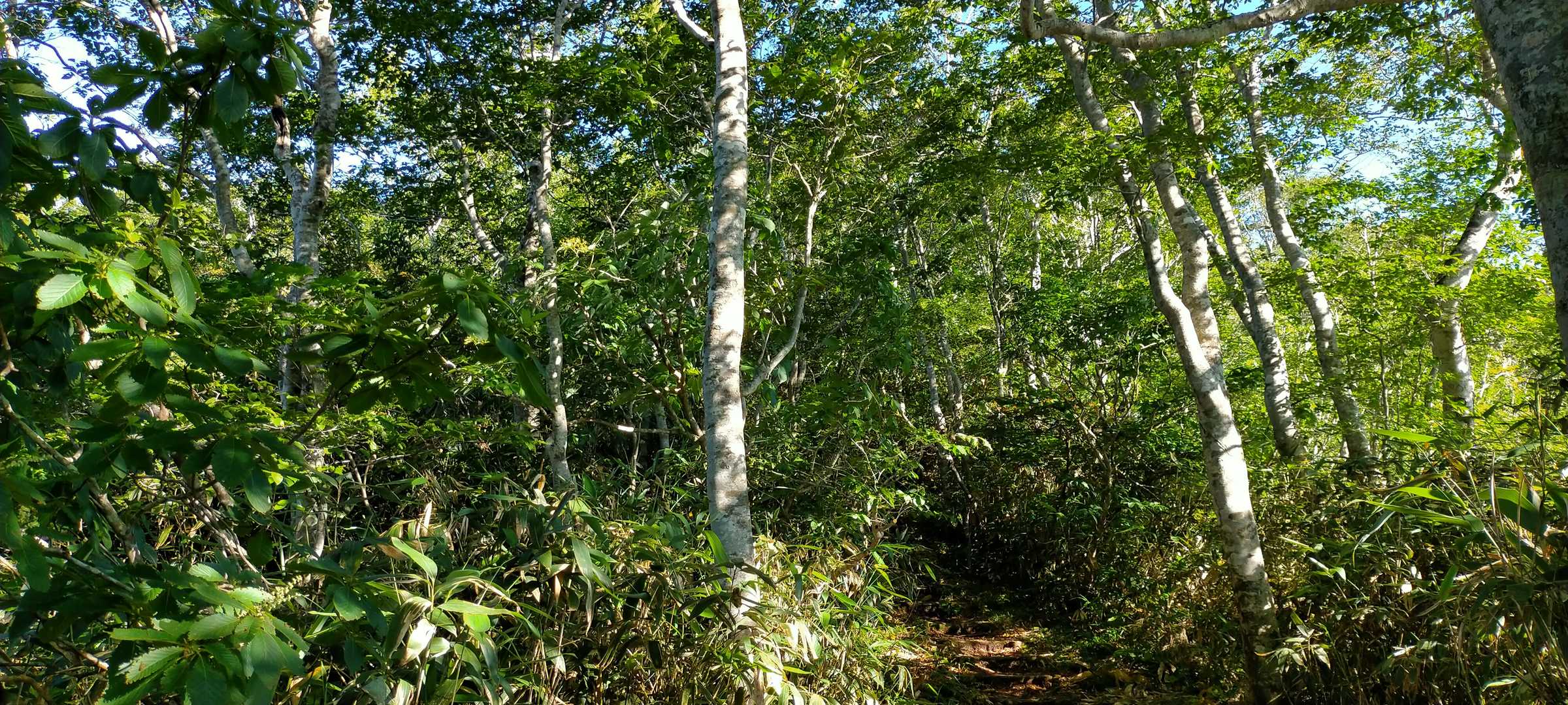木々の間の湿った登山道を進みます