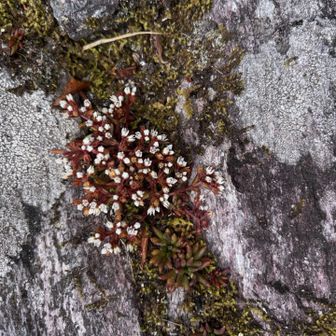 チャボツメレンゲ（矮鶏爪蓮華）は、ベンケイソウ科の小型の多肉植物です。本州（紀伊半島）、四国、九州の山地の乾いた岩肌や苔むした岩の上に生えます。普通のツメレンゲよりもさらに小さく、夏と冬で姿が変わるロゼット葉を持ち、秋には白い小さな花を咲かせます。
数の少ない珍しい植物です。環境省のレッドリストで絶滅危惧II類に指定されています。
