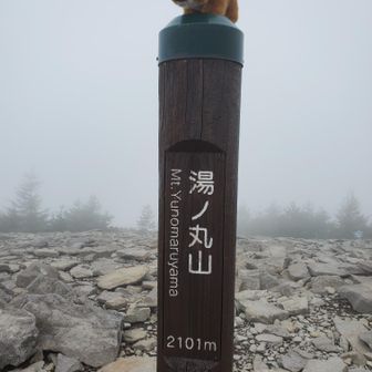 じんせきのうりぼーも山頂まできました。