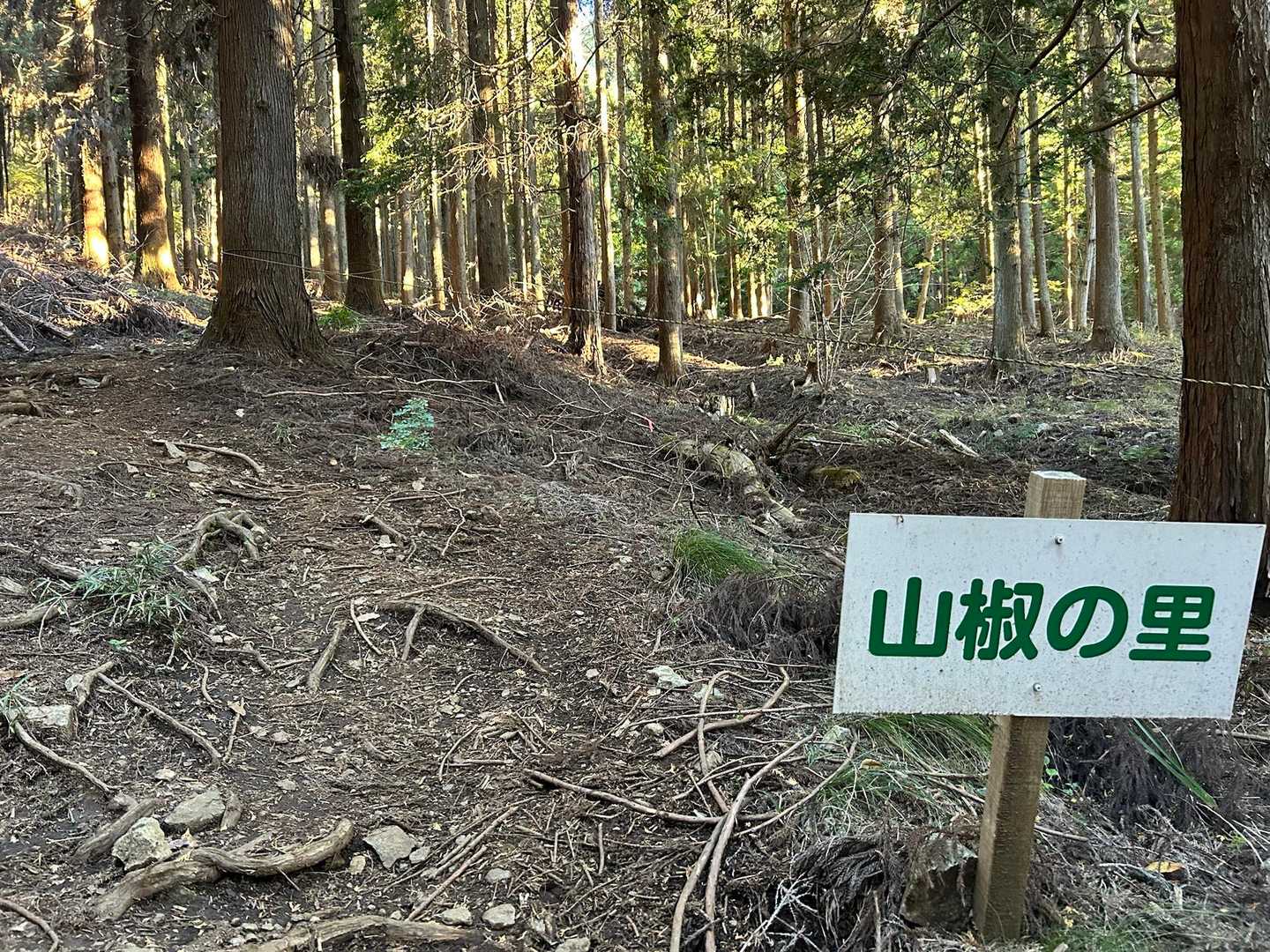 歩き始めたら山椒の里って書いてあったけど
山椒見つからず。