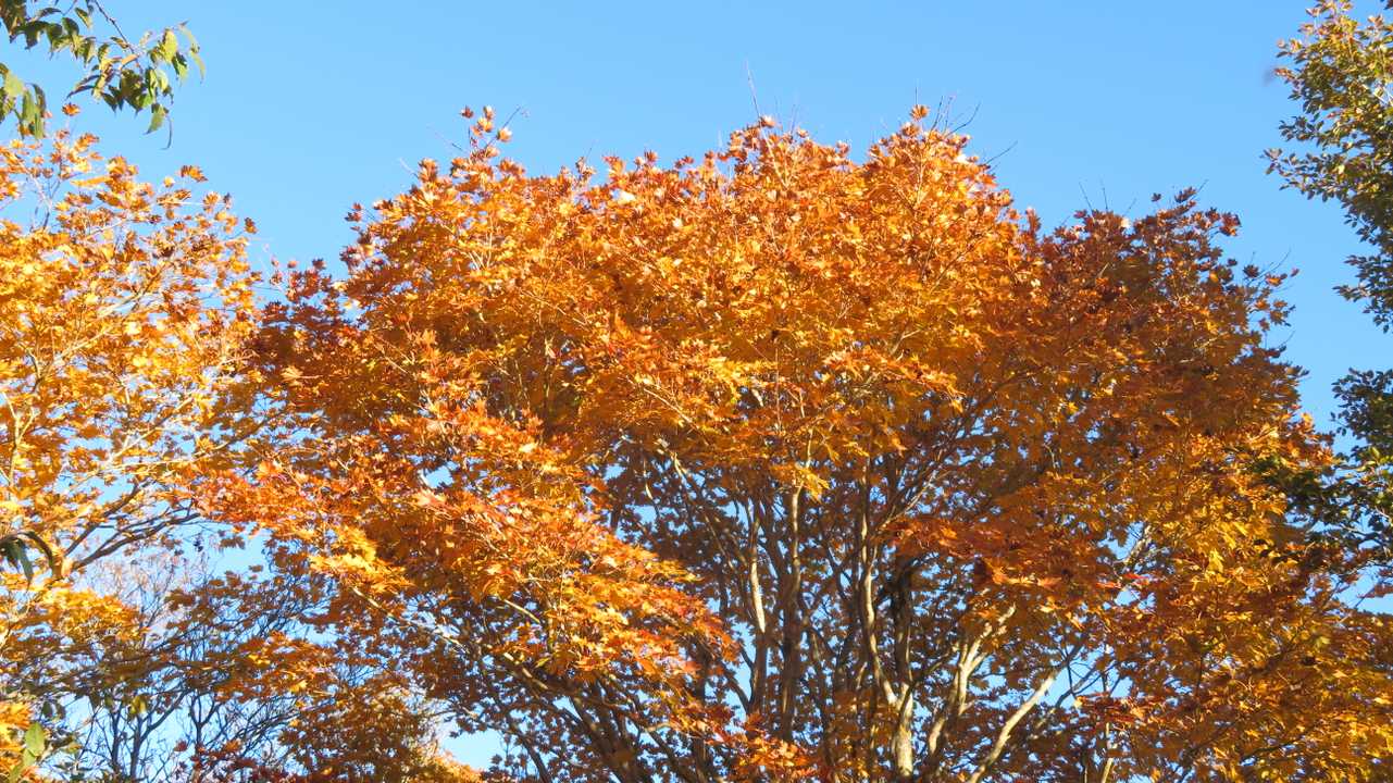 頂上の紅葉