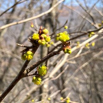 アブラチャン？ダンコウバイ？どっち？シロモジかな？もうちょっと咲かないとわからない