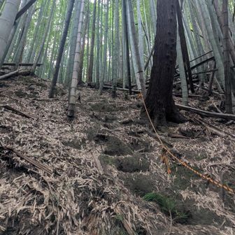 🕸️本線に出るまではクモの巣払いながら〜🌀
