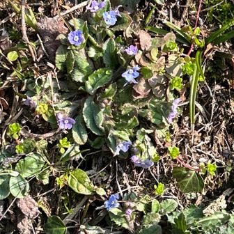 ヤマルリソウ　Omphalodes japonica (Thunb.) Maxim.