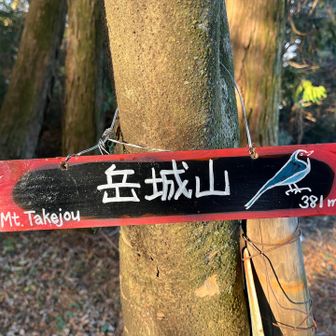 オオルリかな？🦜かわいい😍