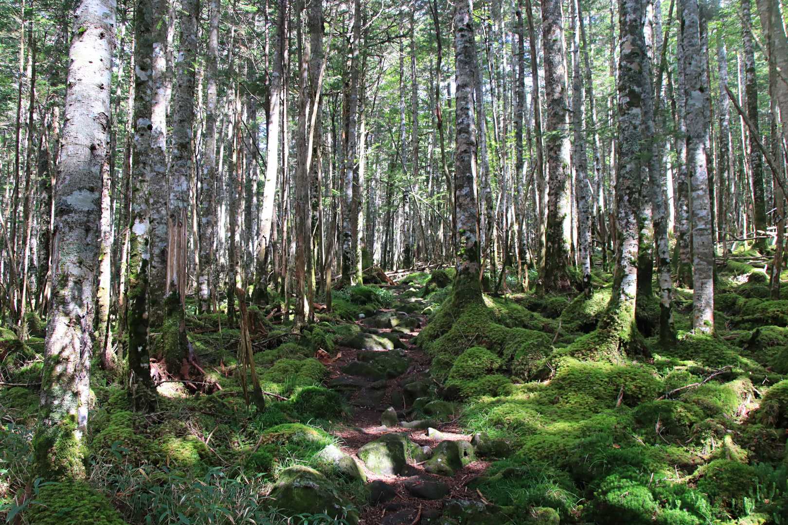 苔とシラビソの原生林を行く🌲