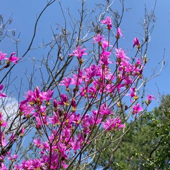 コバノミツバツツジ