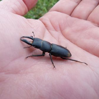コクワガタ♂