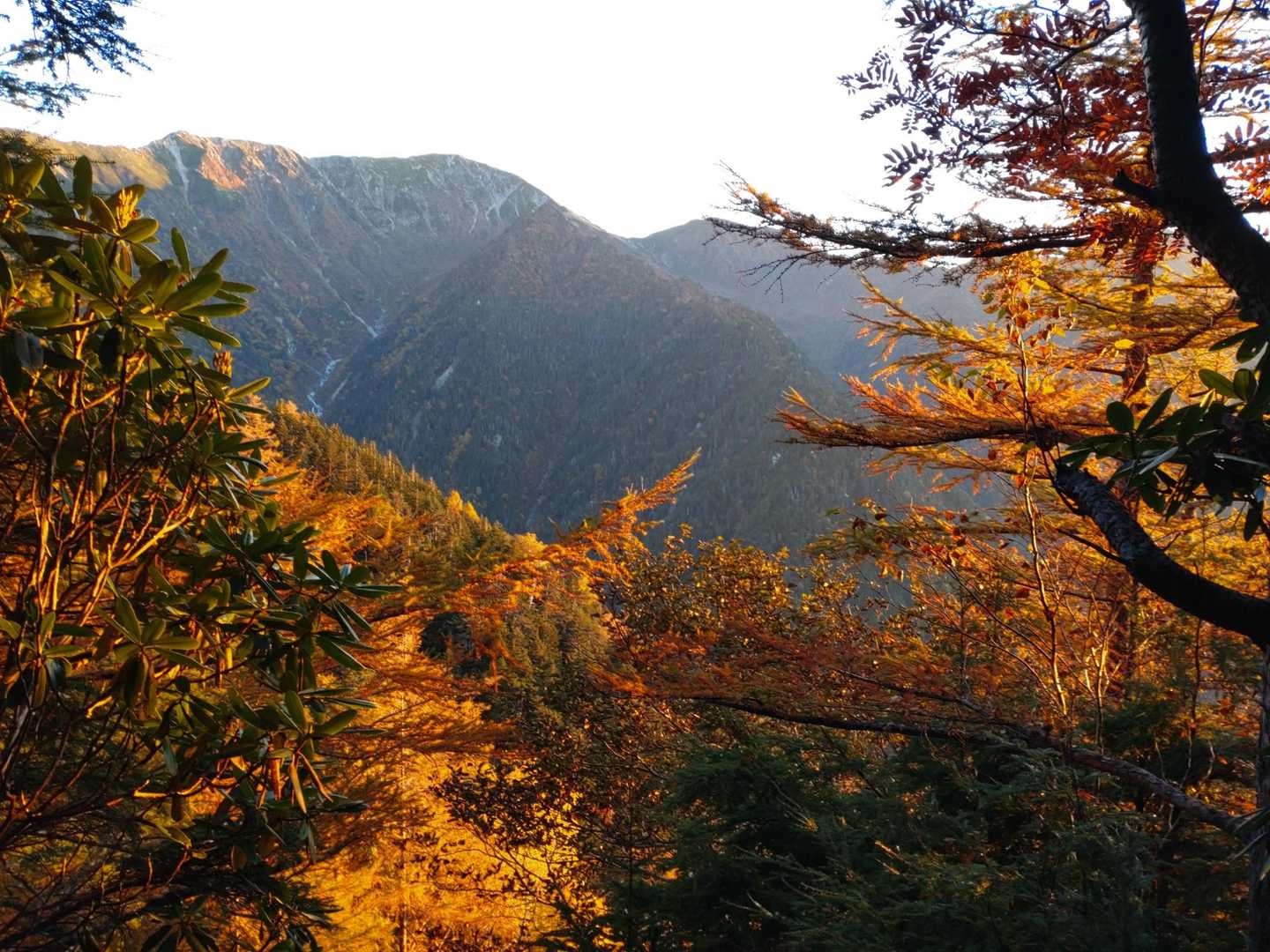 夕陽に照らされる紅葉🍁が、私は大好きなんです🥰