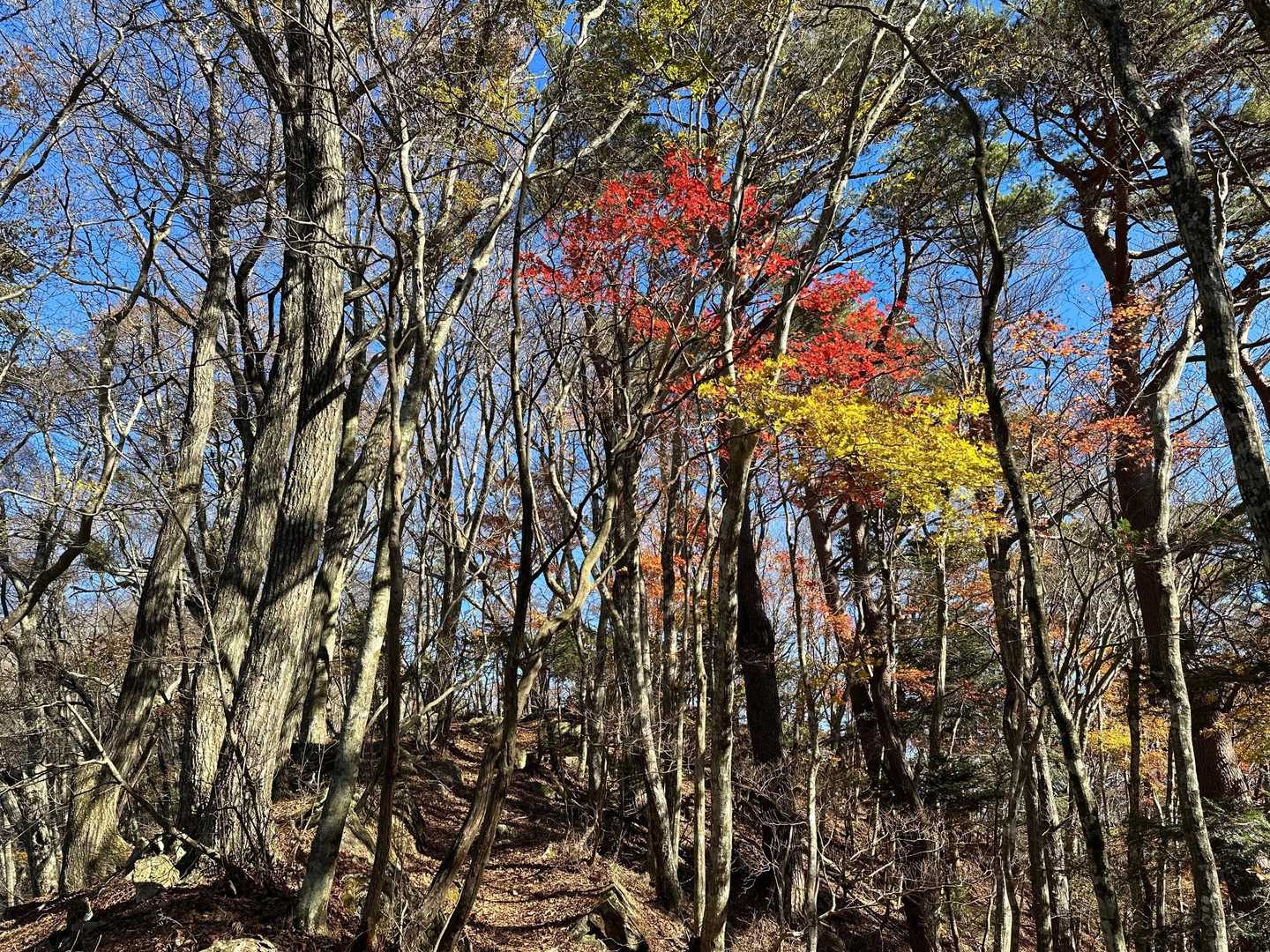 中ノ倉峠登山口-中ノ倉峠-パノラマ台 往復コースの写真
