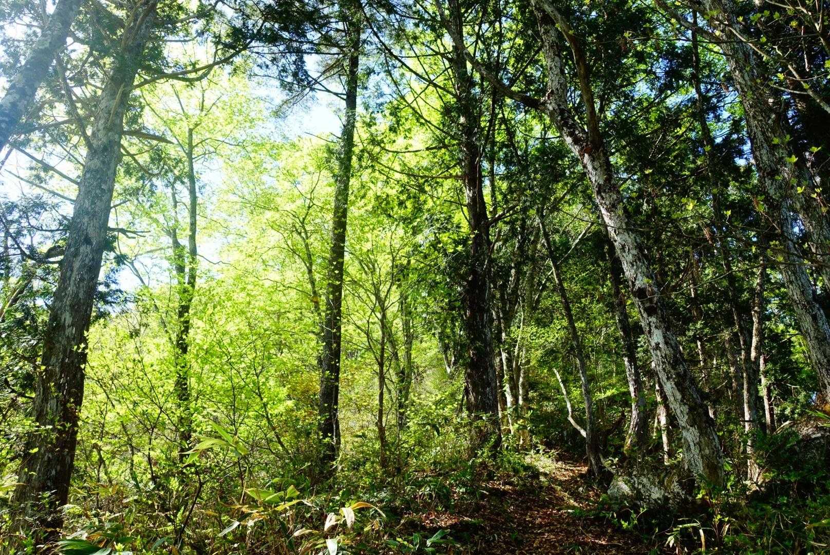 尾崎山登山道入口-尾崎山 往復コースの写真