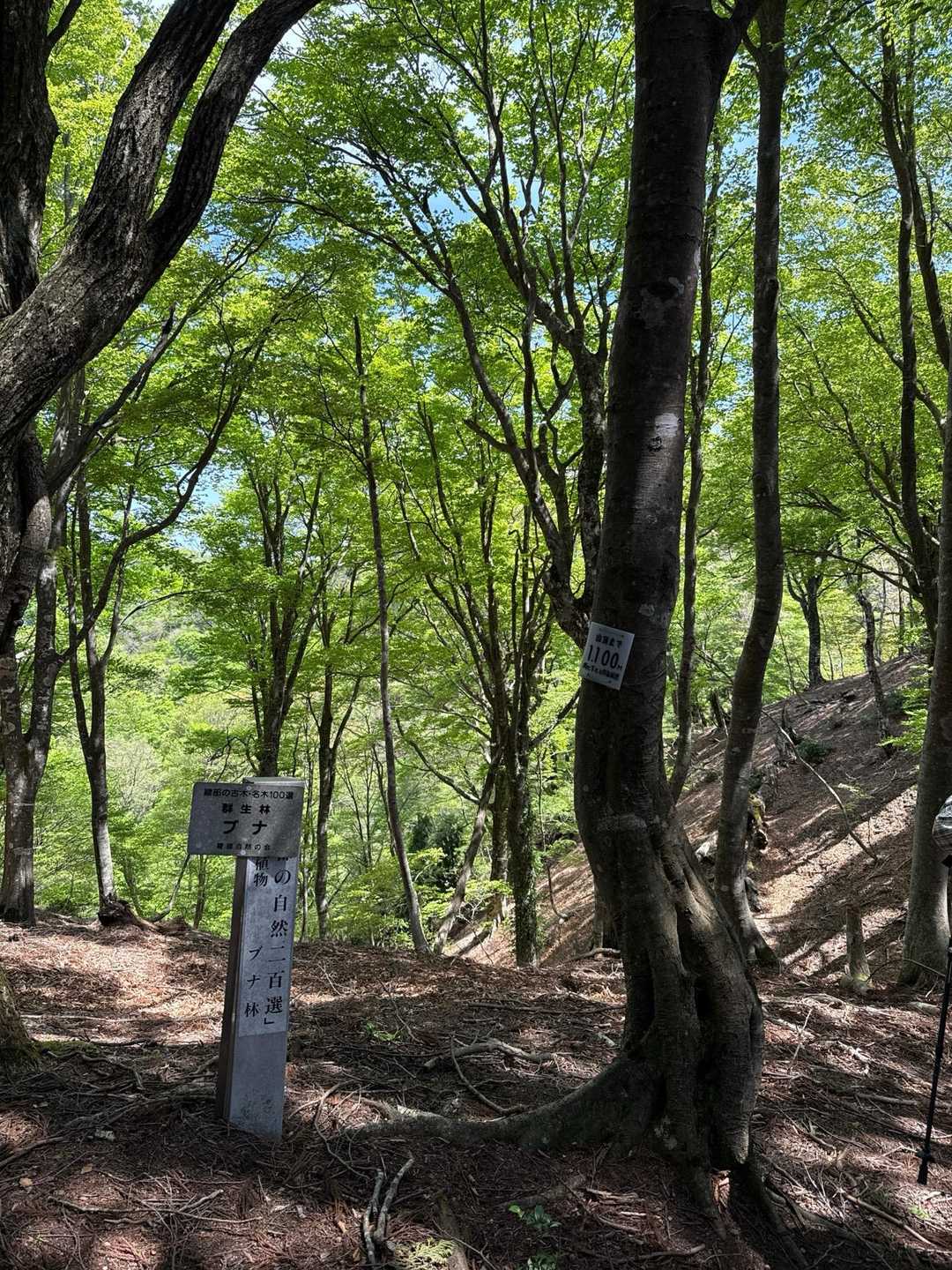 参道尾根登山口-頭巾山 周回コースの写真