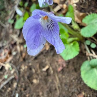 エイザンスミレ