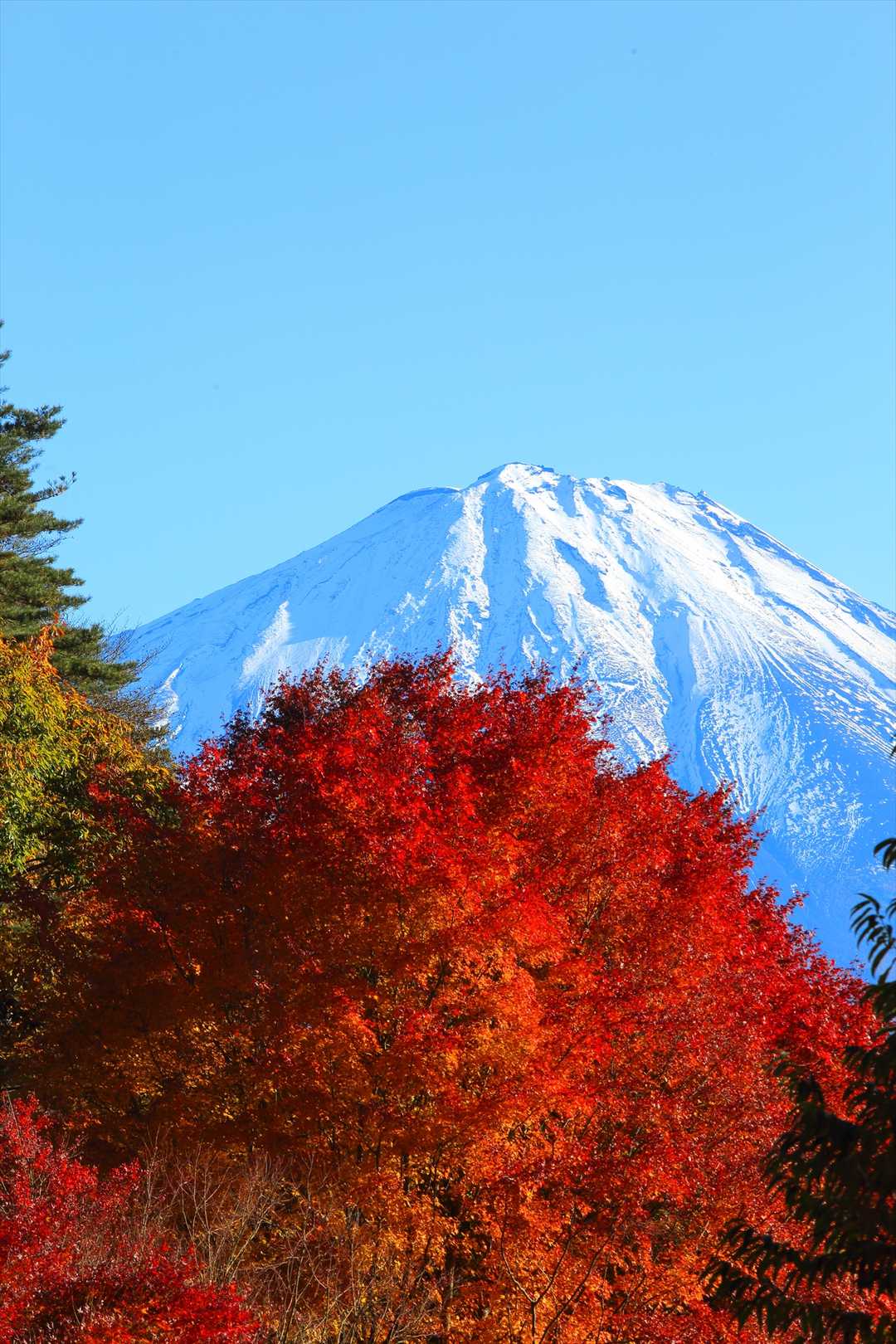 紅葉と富士山🍁🗻