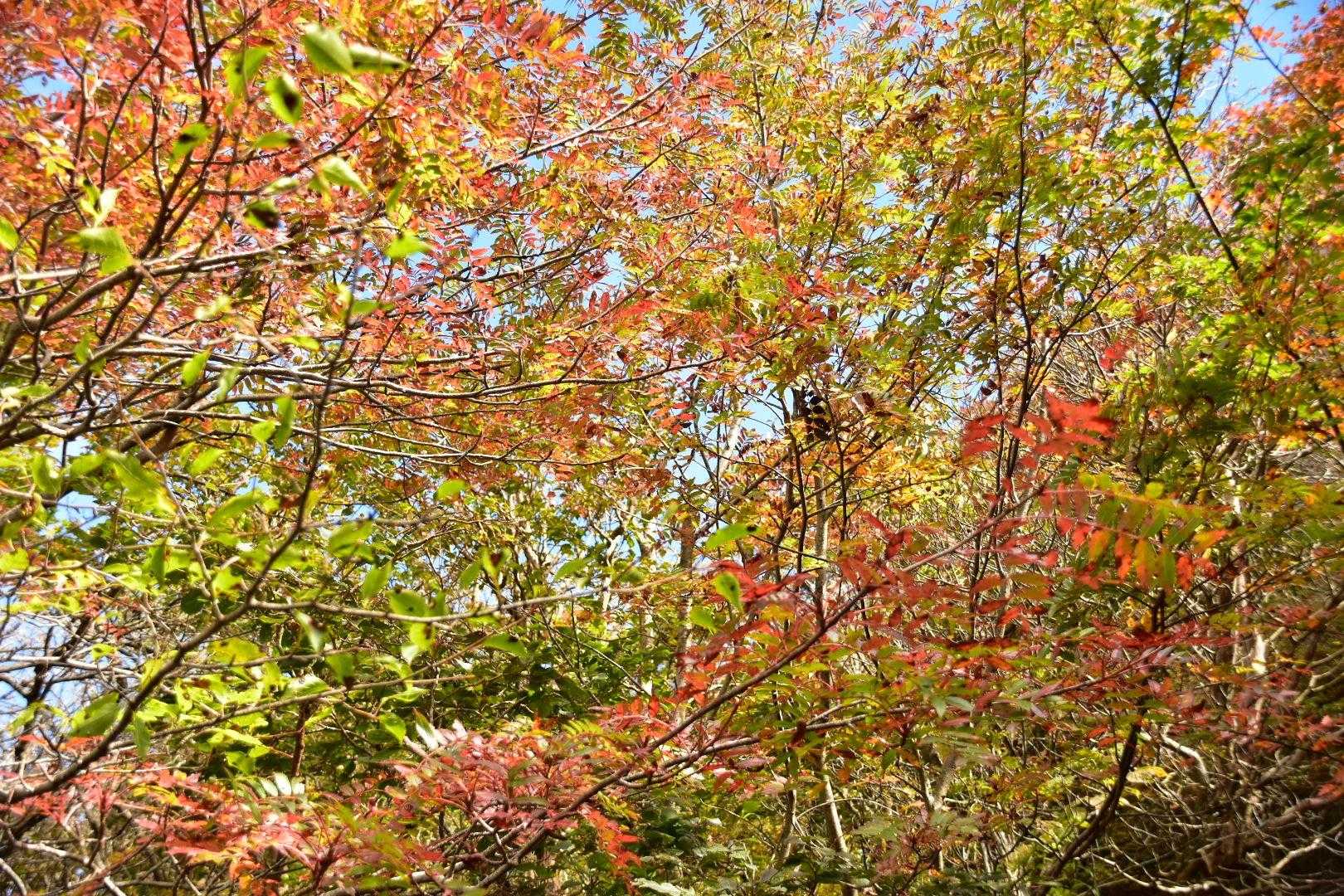 ちょい紅葉🍁