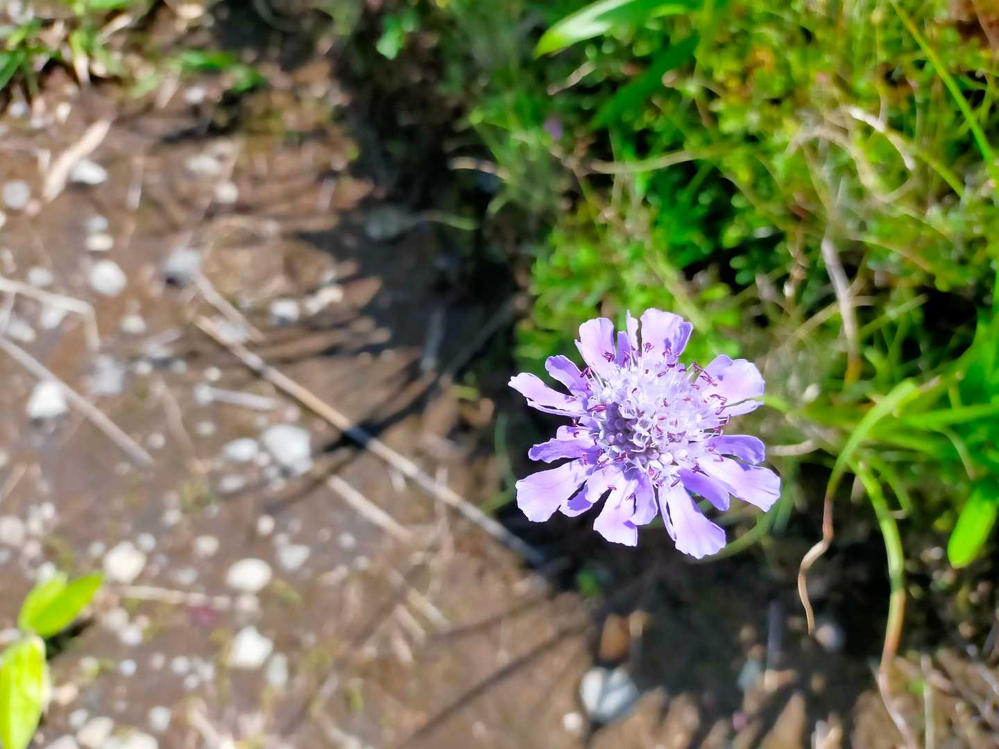 この花・・・キレイでしたー