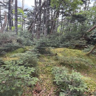 弥山〜修覆山

弥山小屋に戻り、裏手からゲートをくぐって修覆山への稜線に入っていく。
一面薮に覆われているが、薄い所を掻き分け進むと所々、ピンテが見つかる。
慎重に先を伺いながら進むが、20分ほど経ってこれは失敗したな💦やっぱ引き返そうかな？と不安になると、そこへ鈴の音が聞こえてきた。
登山口であった年配のベテランパーティーだ。
人の気配に少し安心する。
そこからしばらくして鉄山方面から来たという人が薮の中で休憩しながら酷い薮にウンザリしていた。
展望のご褒美もないし、尾根を読む力を試されるルートだ。