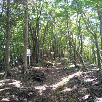 北谷登山口からスタートすると比較的なだらかな登山道が続きます🚶