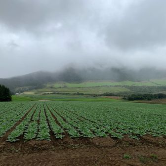 大根畑が広がる