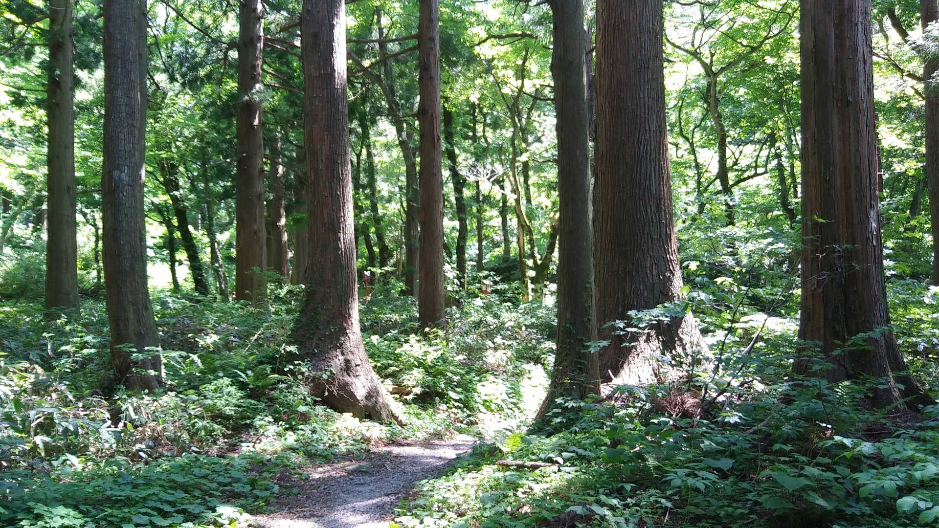 大山寺・大神山神社奥宮 参拝コースの写真