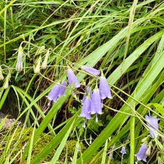 奈良の里山らしい風景にはツリガネニンジンやユウゲショウ、アキノタムラソウ、ゲンノショウコなど見かけます