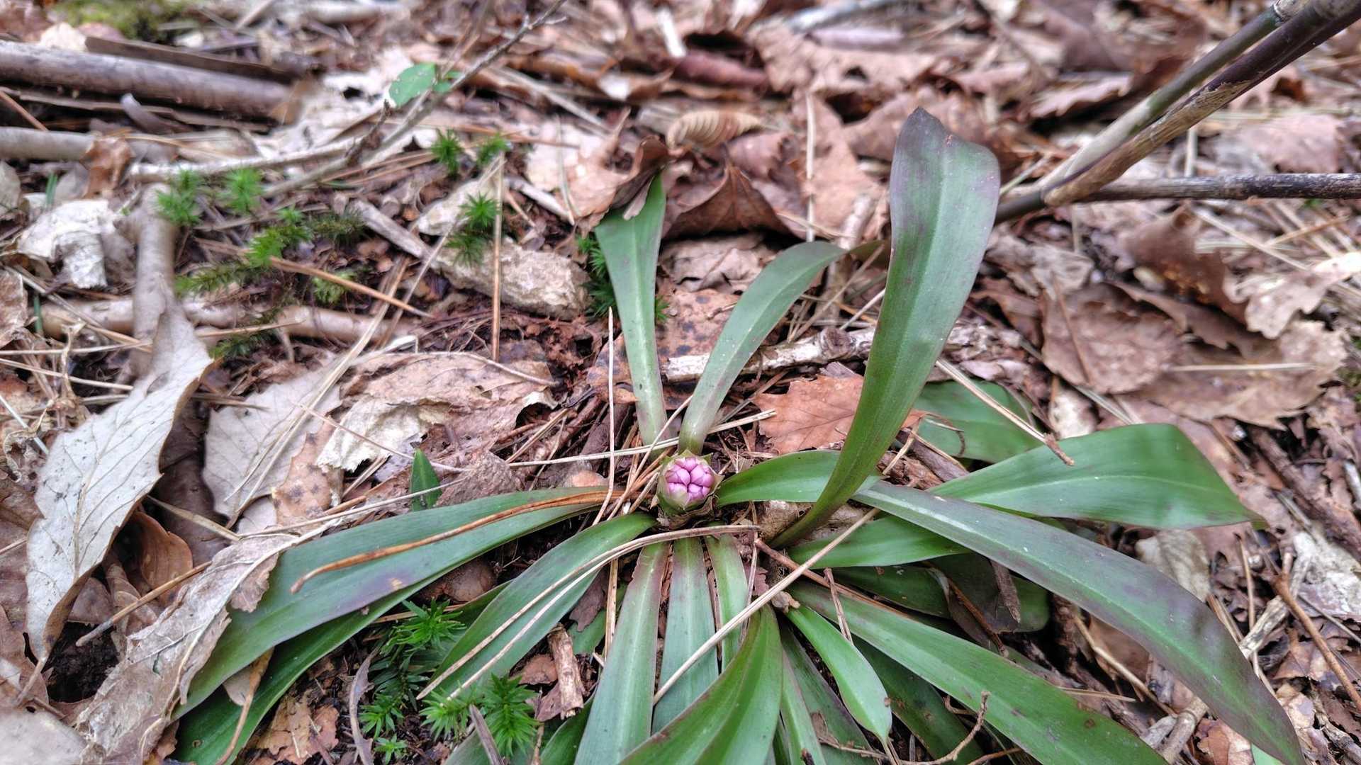 開花が楽しみです