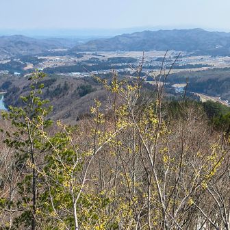 マンサクの後ろに野沢平