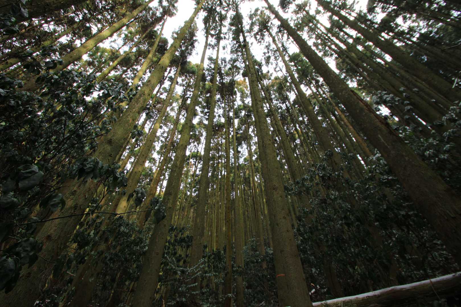 荒滝山-日ノ岳登山口-日ノ岳 周回コースの写真
