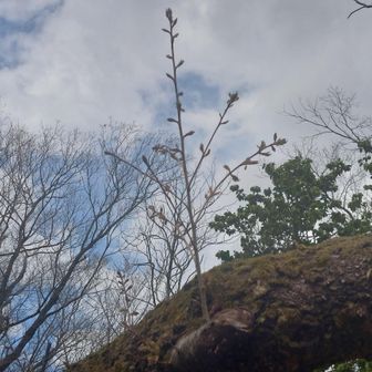倒れたチハカ大山桜から出てる小枝に新芽が🌱
お花ちょっとだけ咲くかも？