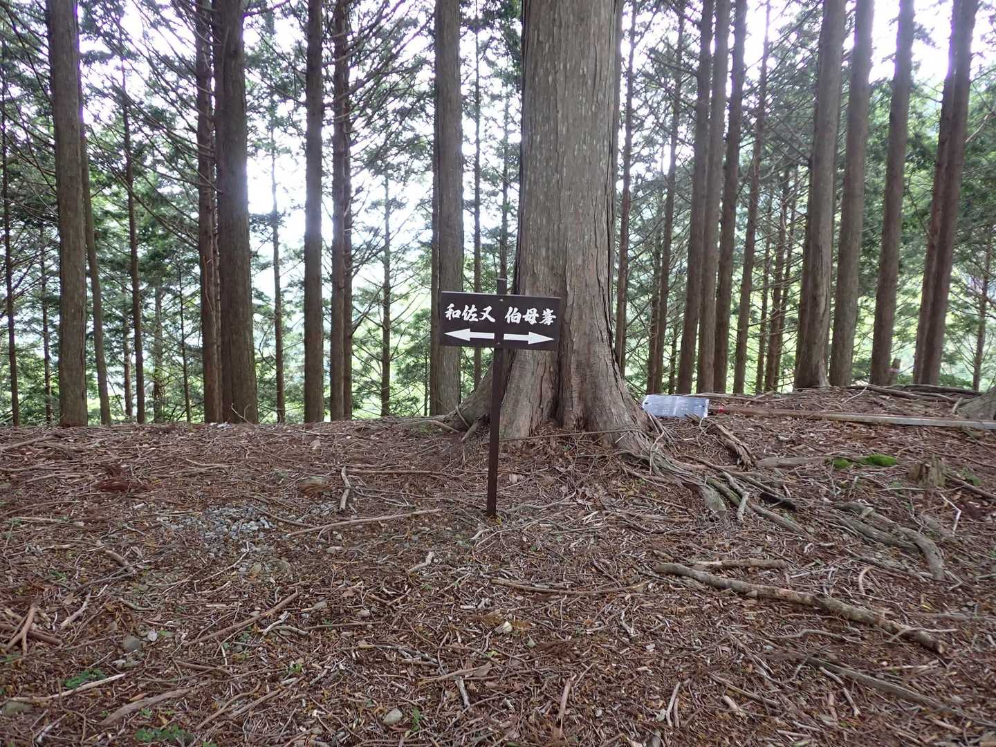 伯母ヶ峰に向かいます