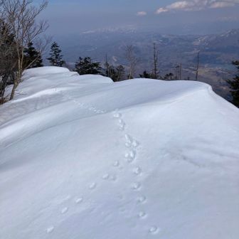 他のルートからのトレースは無い。