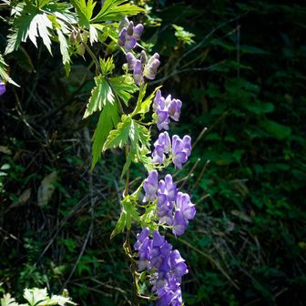 鈴なりのトリカブト🌸
序盤の林道跡付近は大群生地です