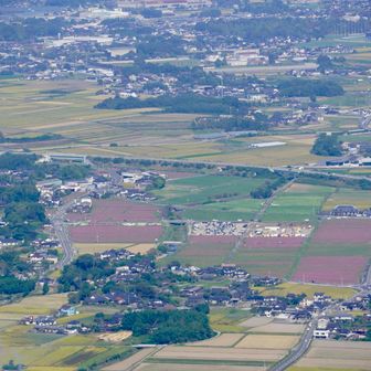 三光コスモス園