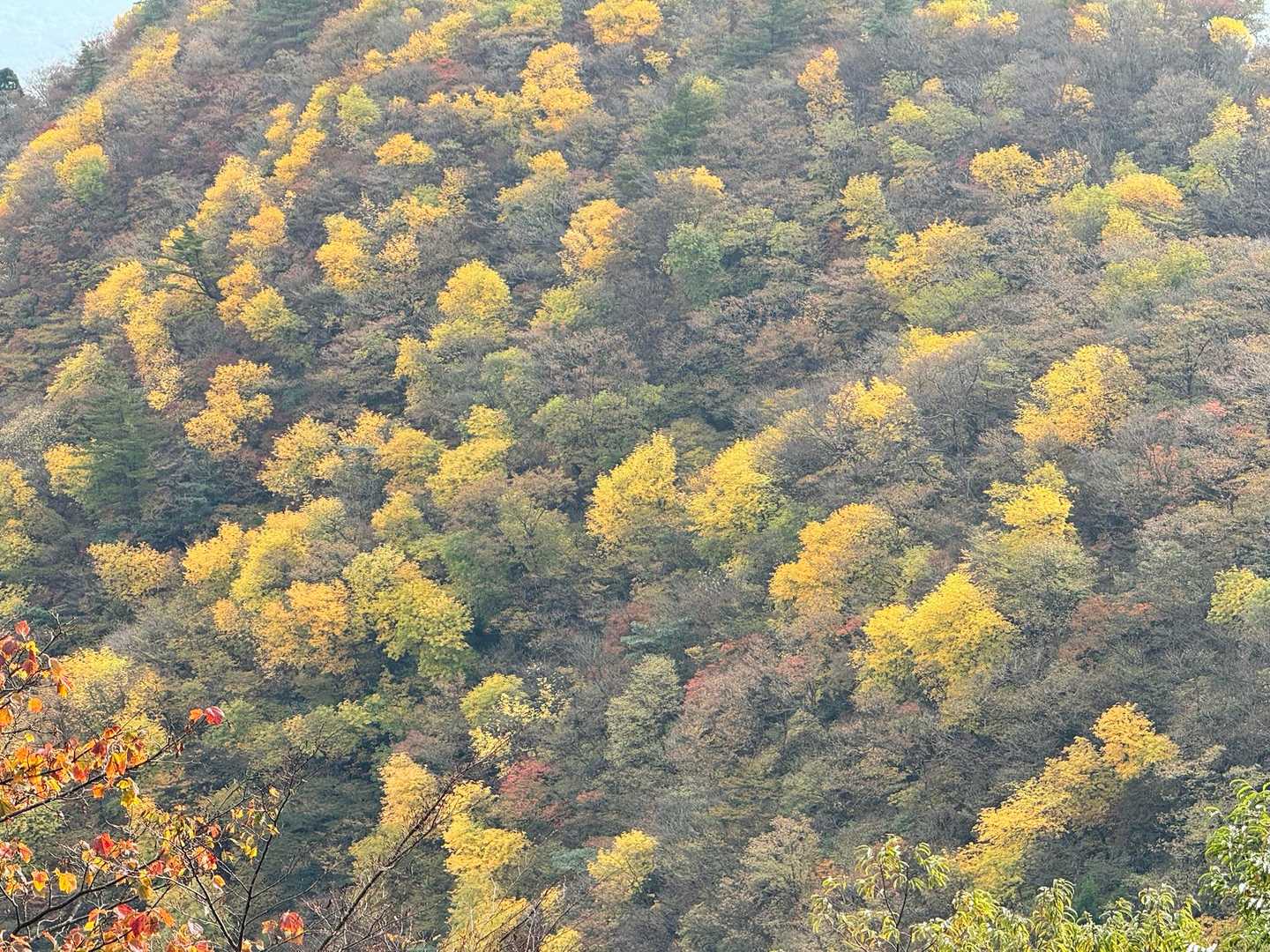 三池岳登山口-三池岳-八風峠-中峠-仙香山-釈迦ヶ岳-北山 周回コースの写真