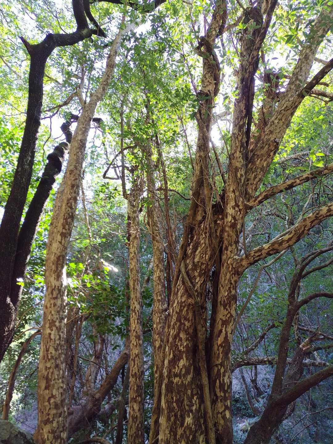 鹿子の木🌳