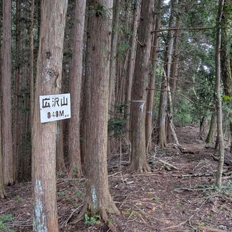 急坂を延々登り詰めると、広沢山に出ました。ここからはなだらかな道