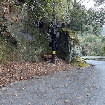 進行方向に出てくるこの電柱に注意👀
登山口は真後ろです。
標識も無くて初見泣かせです。