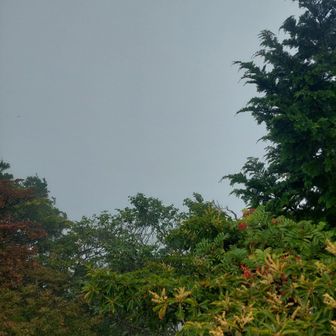 小雨も降りだしました
